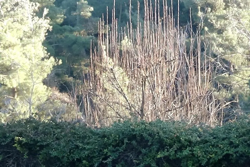 Κατοικία Με Θέα Στο Δάσος Villa Thessaloniki